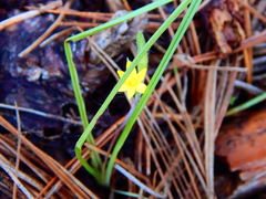 Hypoxis mexicana