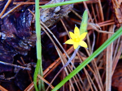 Hypoxis mexicana