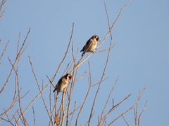 Carduelis carduelis