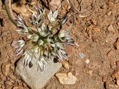 Allium lacunosum