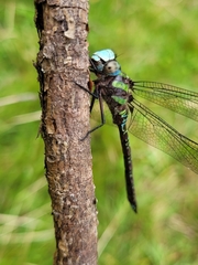 Rhionaeschna psilus