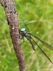 Rhionaeschna psilus