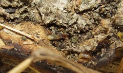 Leptothorax