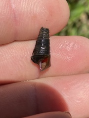 Pleurocera pyrenella