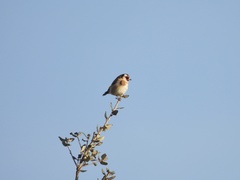 Carduelis carduelis