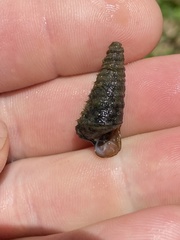 Pleurocera pyrenella