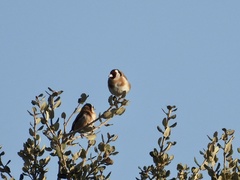 Carduelis carduelis