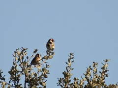 Carduelis carduelis