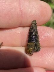 Pleurocera pyrenella