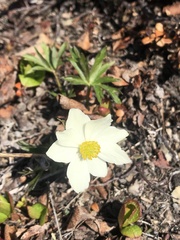 Anemonastrum sibiricum