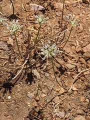 Allium lacunosum