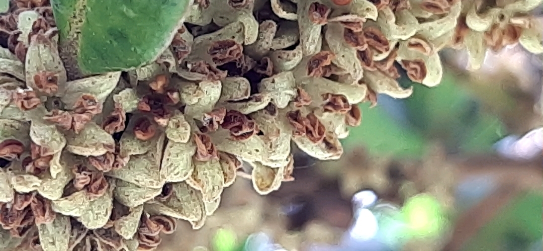 Myrsine image