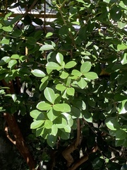 Ficus microcarpa