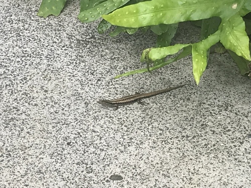 Ornithuroscincus noctua observed 2018-06-17