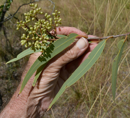 Western Red Bloodwood (Corymbia pocillum)