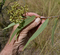 Corymbia pocillum