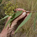 Corymbia pocillum - Photo 由 Russell Cumming 所上傳的 (c) Russell Cumming，保留部份權利CC BY-NC