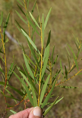 Acacia hammondii