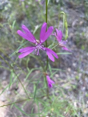 Clarkia biloba