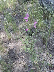 Clarkia biloba