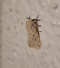 Spilosoma lubricipeda
