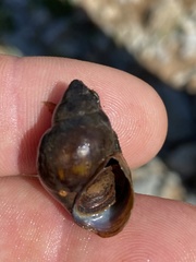 Campeloma decampi