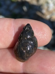 Campeloma decampi