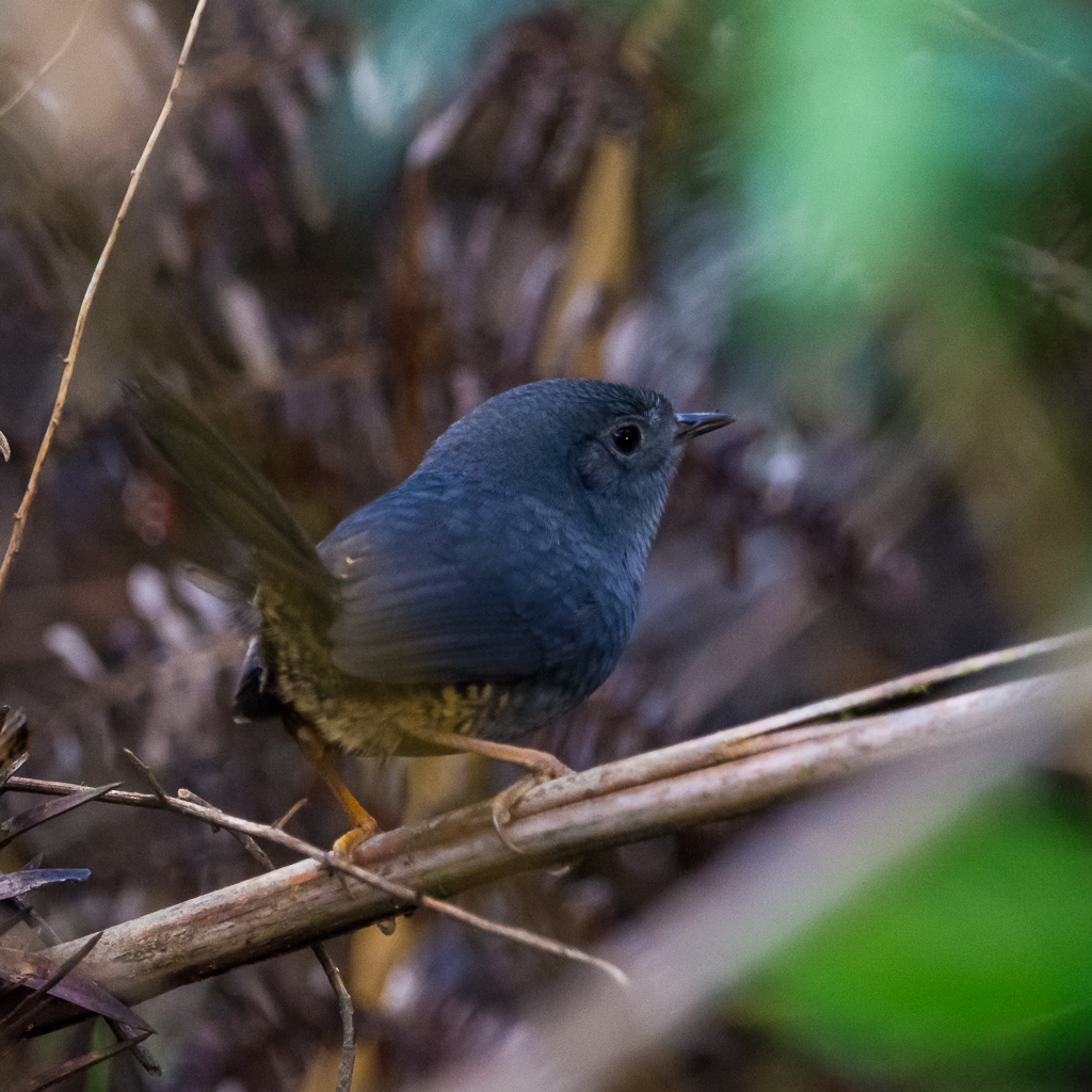 Planalto Tapaculo illustration