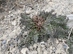 Pedicularis centranthera