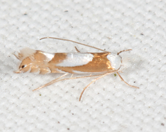 Phyllonorycter fitchella