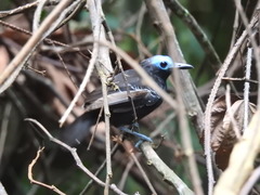Gymnocichla nudiceps