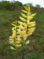 Sacoila lanceolata
