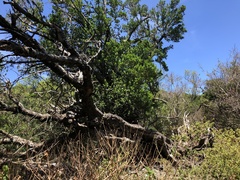 Sapotaceae