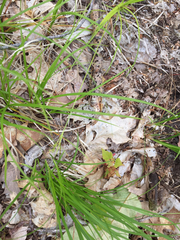 Carex pensylvanica