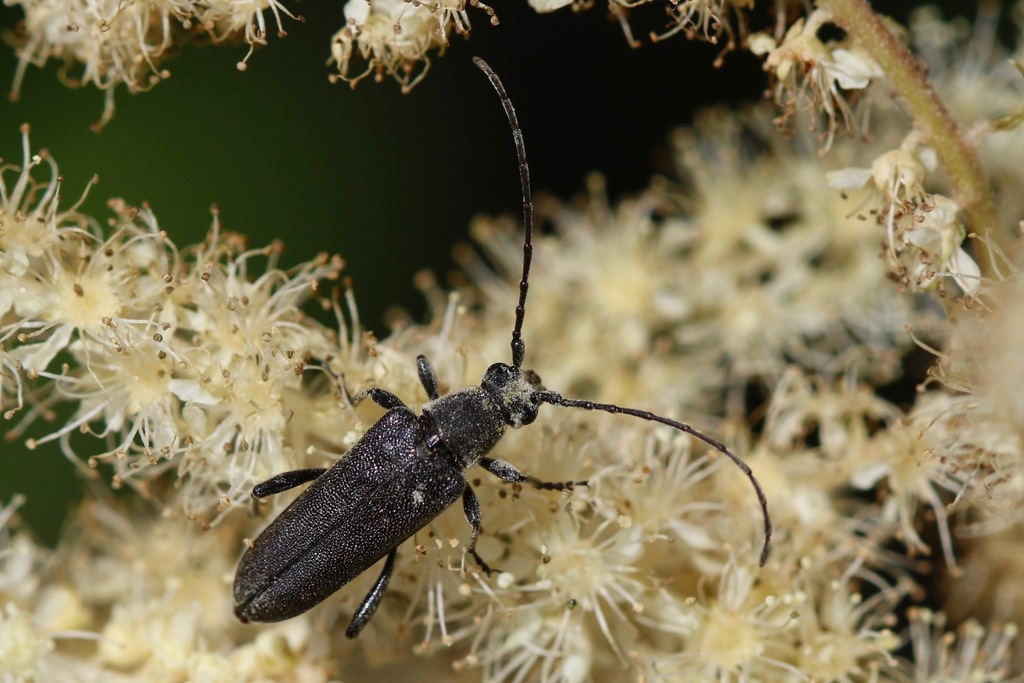Trachysida