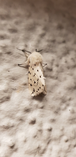 White Ermine, 9403 Assen, Nederland, photo 5 of 10