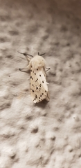 Spilosoma lubricipeda