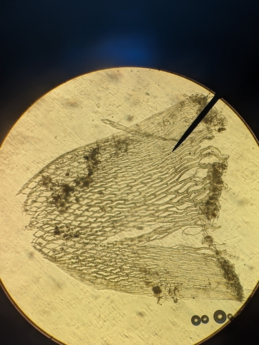 Image of Sphagnum rubiginosum by no rights reserved