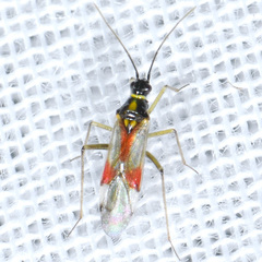 Tupiocoris californicus
