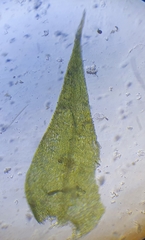 Hygroamblystegium varium