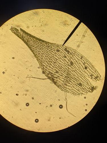 Image of Sphagnum rubiginosum by no rights reserved