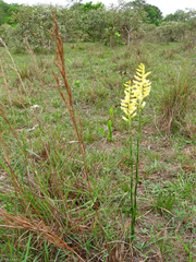 Sacoila lanceolata