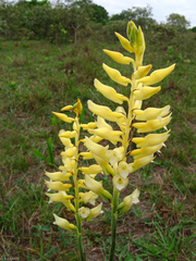 Sacoila lanceolata