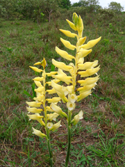 Sacoila lanceolata