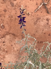 Psorothamnus fremontii