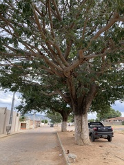 Enterolobium timbouva