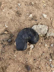 Enterolobium timbouva