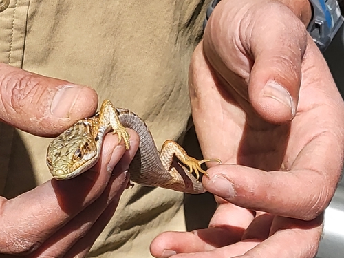 iNaturalist observation photo of California Alligator Lizard