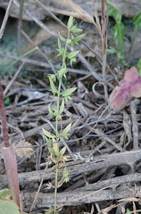 Lysimachia linum-stellatum