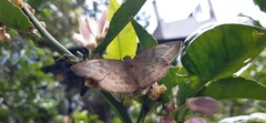 Achlyodes